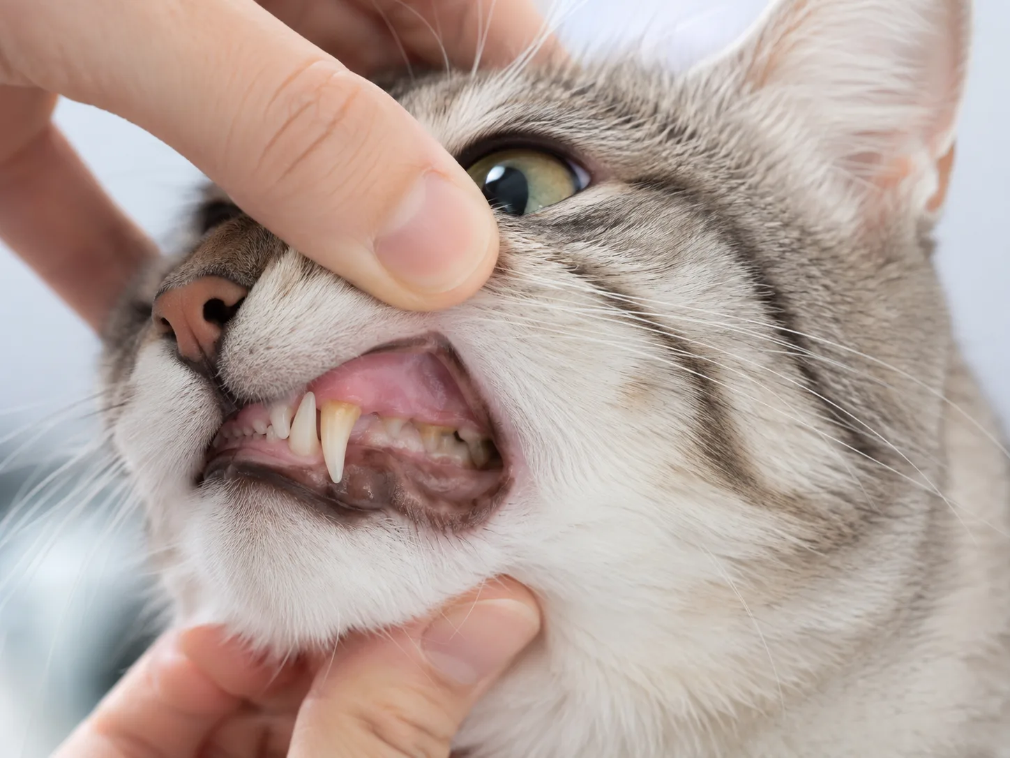 Cat teeth with mild yellow plaque