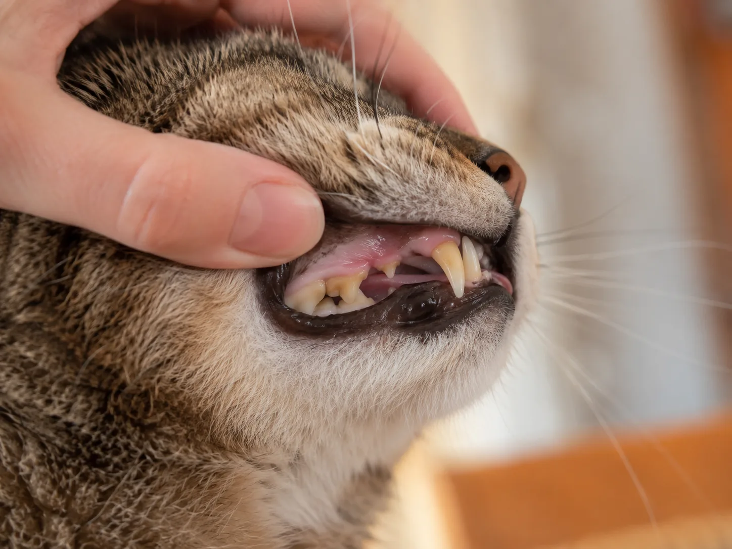 Cat teeth with mild yellow plaque education