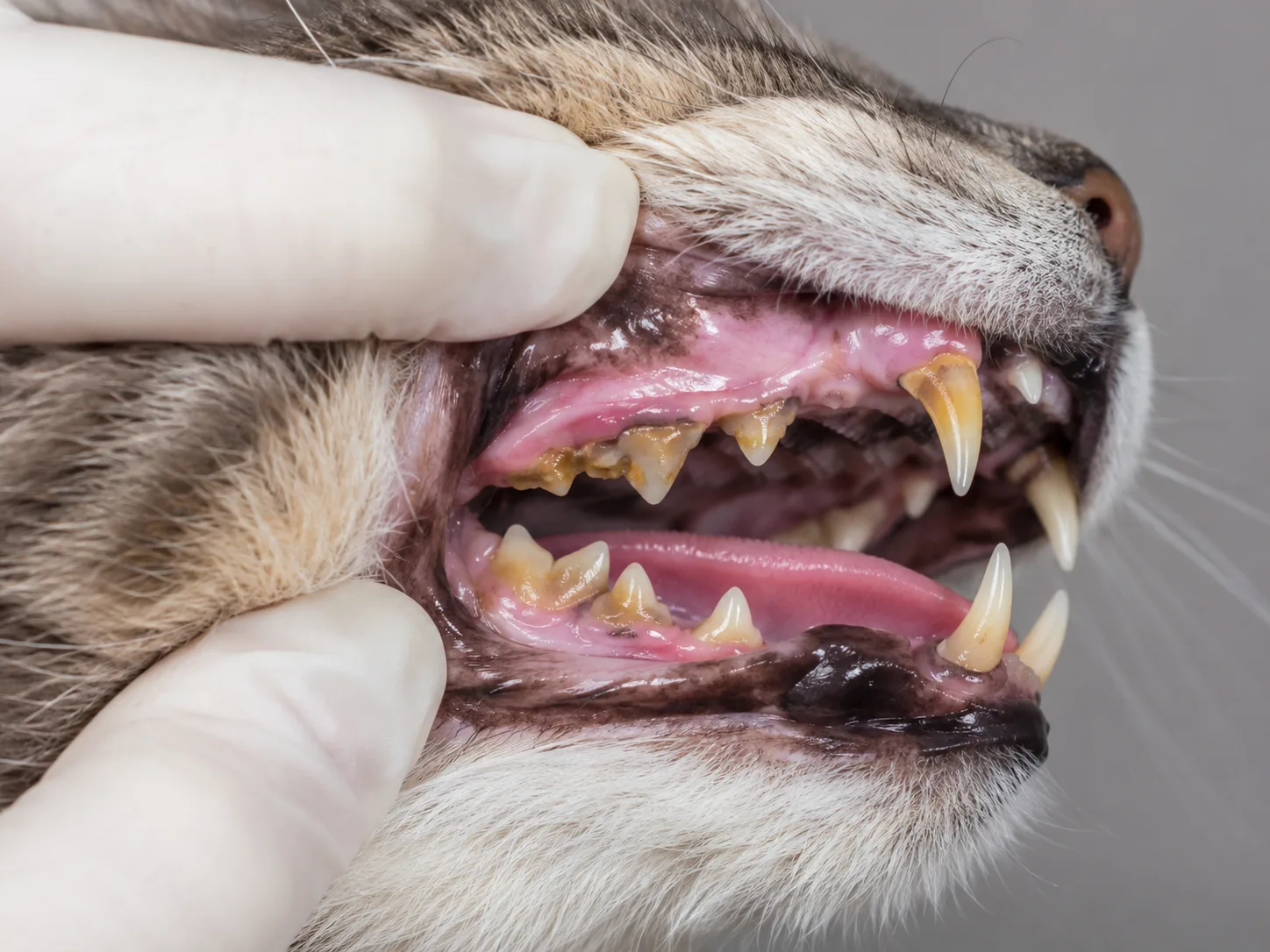 Cat teeth with moderate tartar
