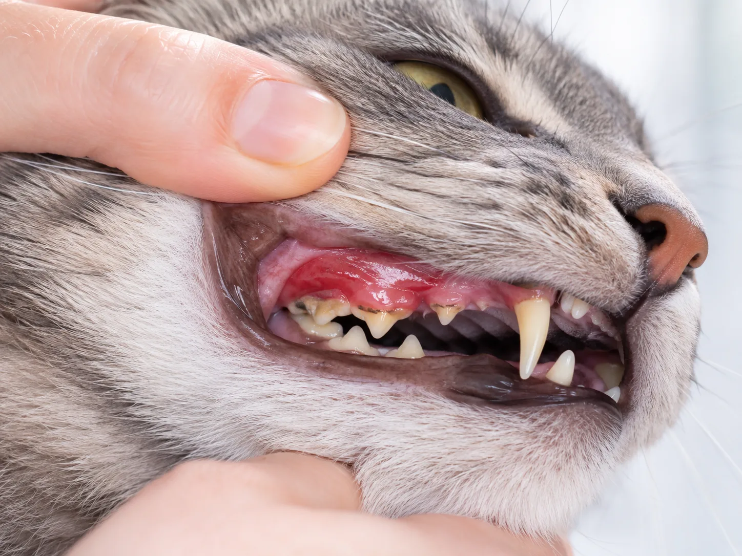 Cat gum concern education